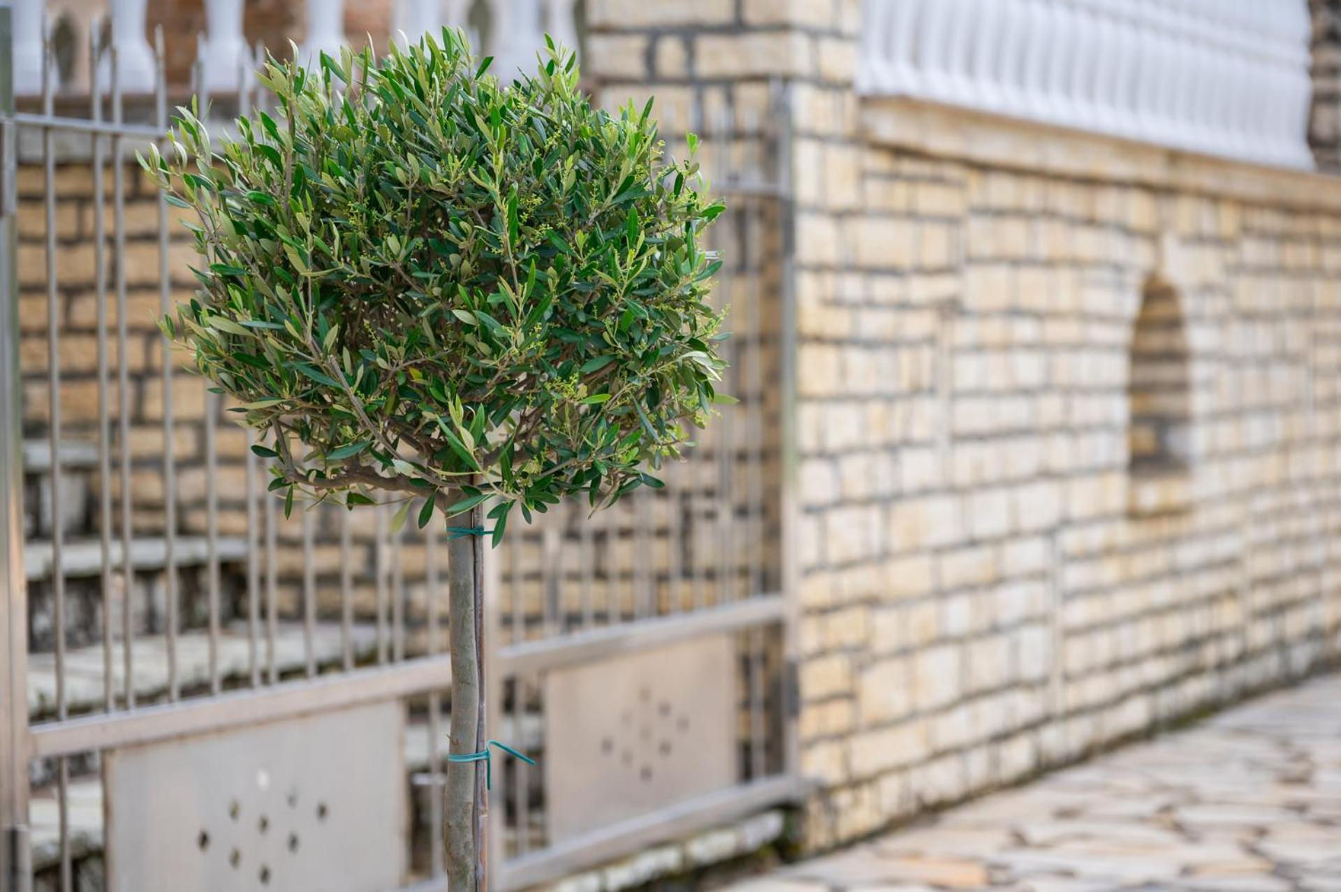 Andreas Aparthotel Ammoudia Exterior foto